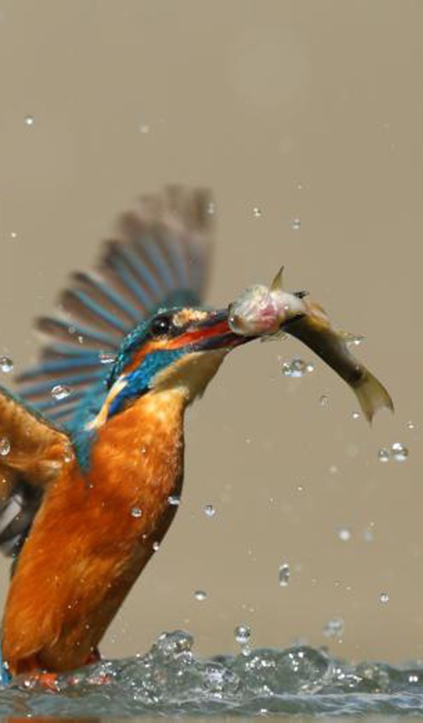 Птица поймала рыбу