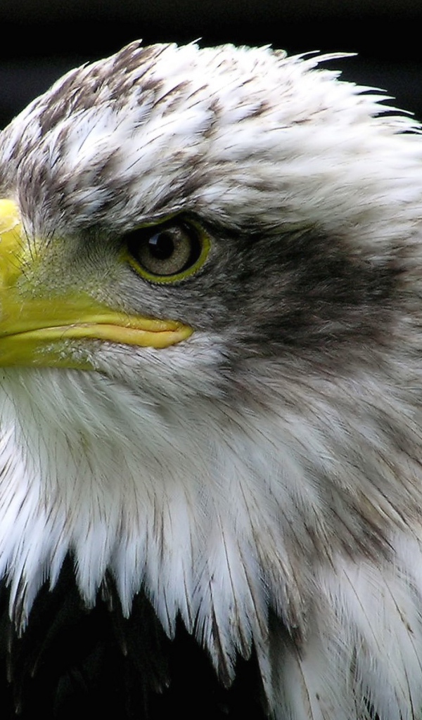 Голова орла