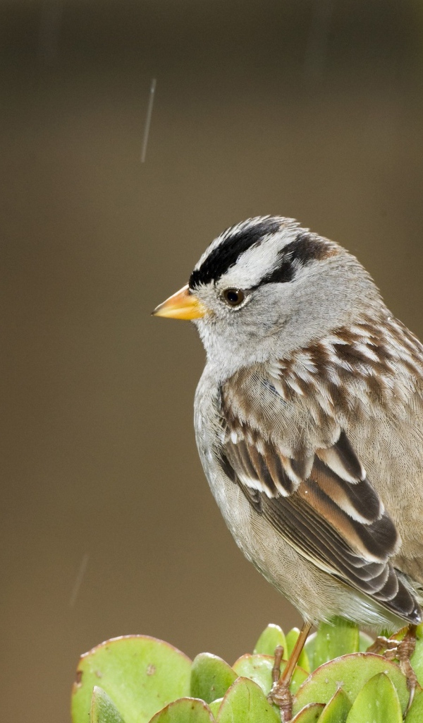 Задумчивый воробей
