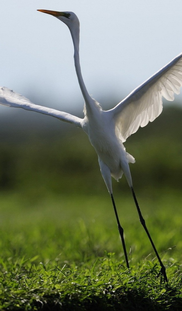 Белый журавль взлетает