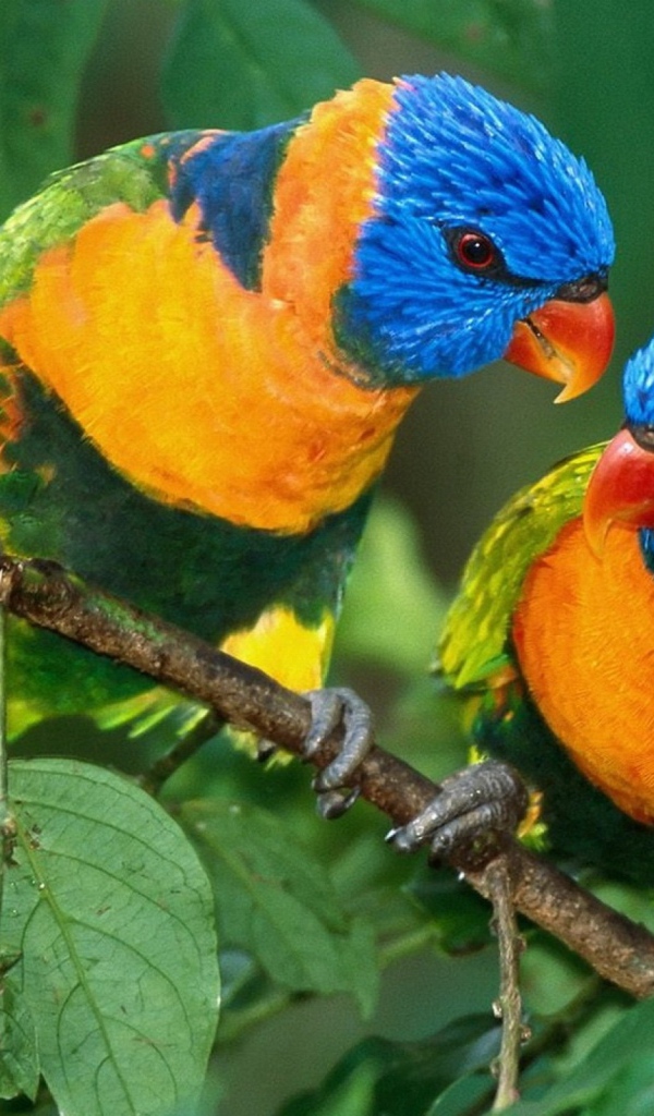 Желто синие попугаи