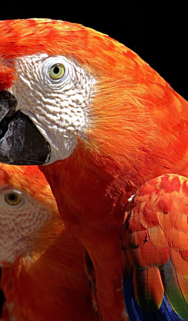 Пара какаду