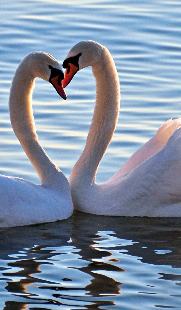 Пара белых лебедей