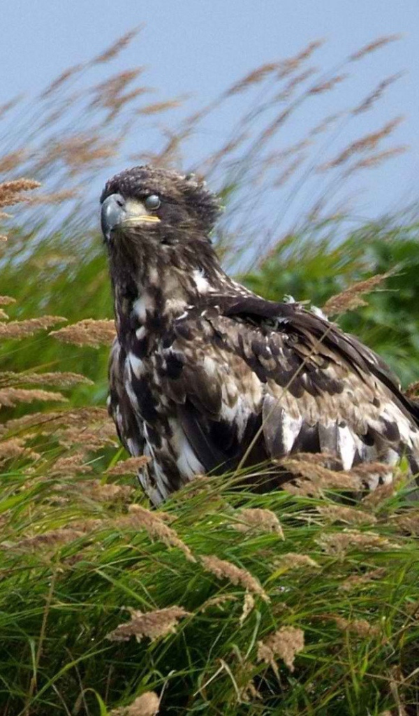 	 Alaska eagle sitting in the grass