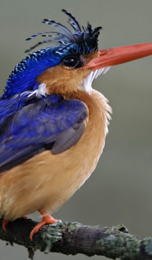 Птица из Национального парка Кении