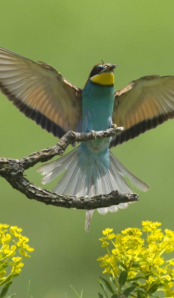 Европейские птицы