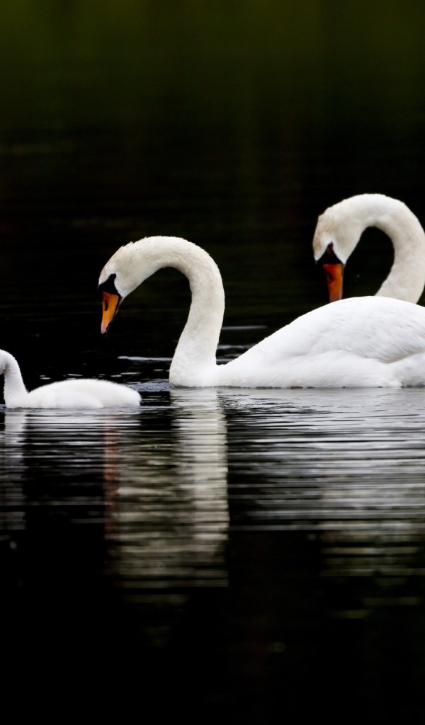 Семья лебедя