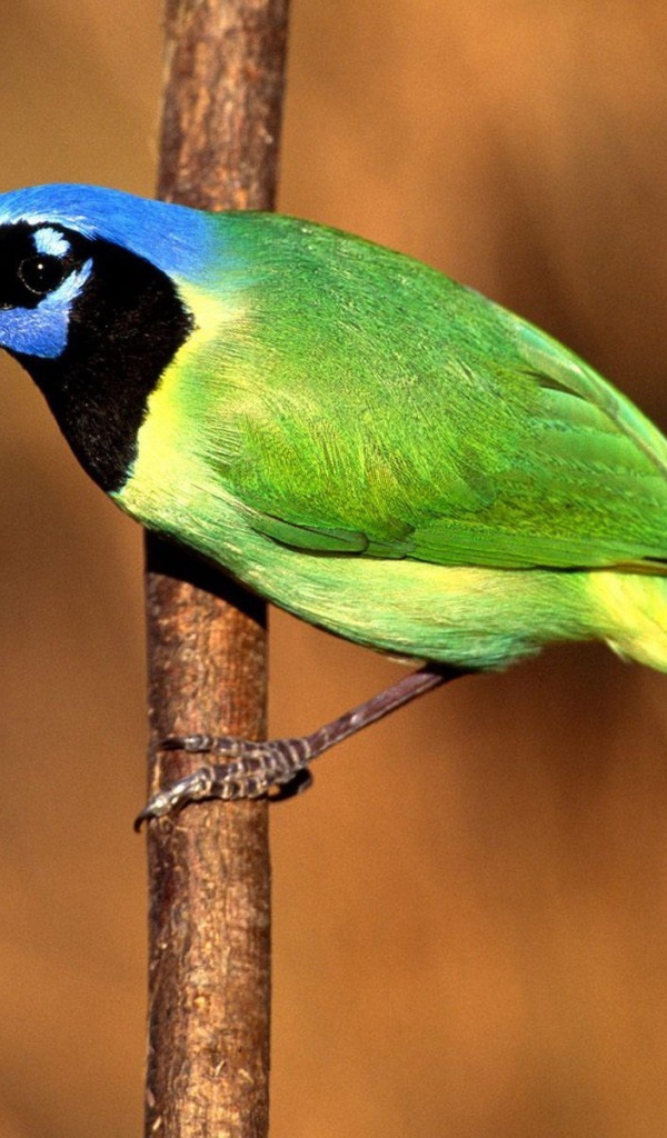 Птица Сойка