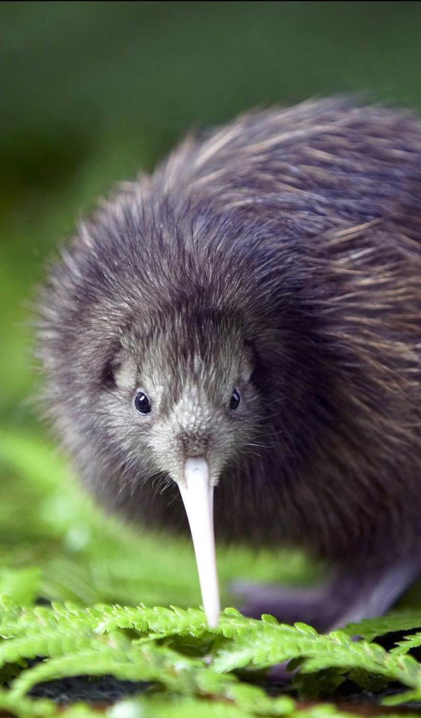 Птенец птицы киви