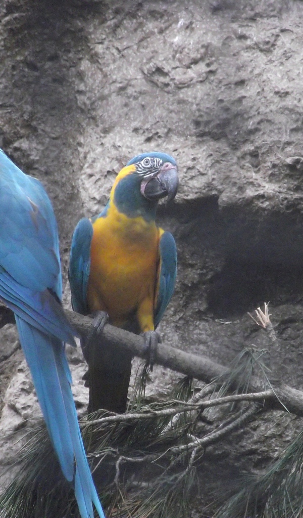 Попугаи сидят на ветке