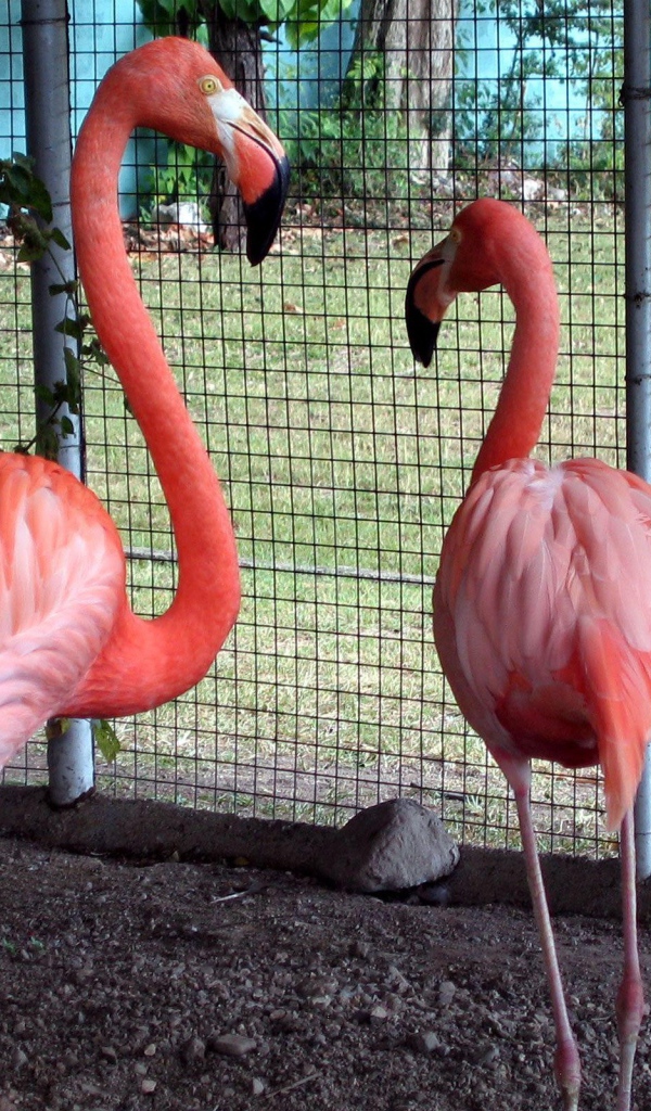 Розовые фламинго в зоопарке
