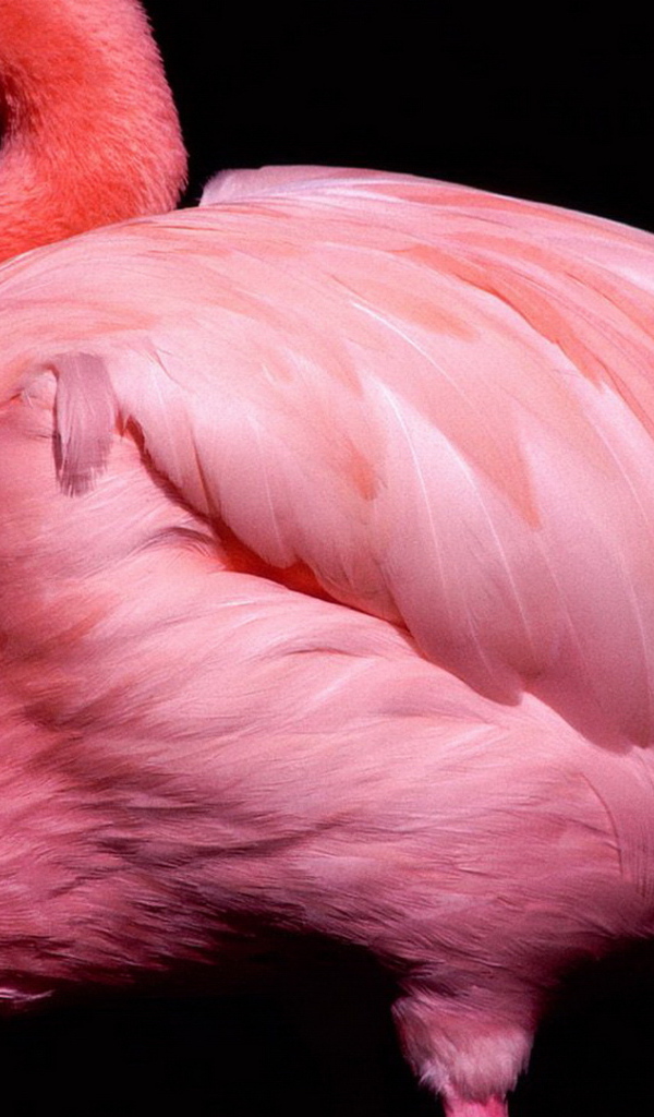 Розовый фламинго на черном фоне