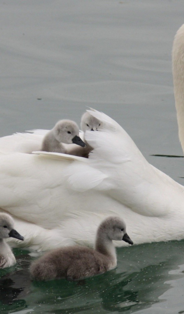 Лебедь со своими детьми