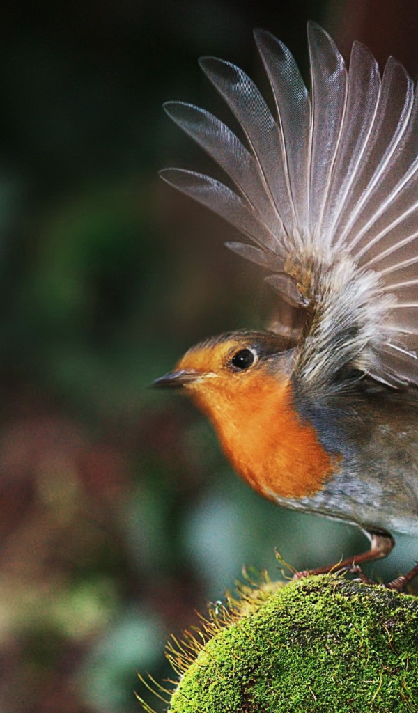 Птичка взлетает