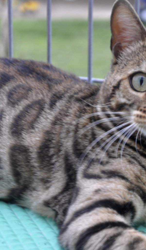 Красивый серебристый бенгальский кот