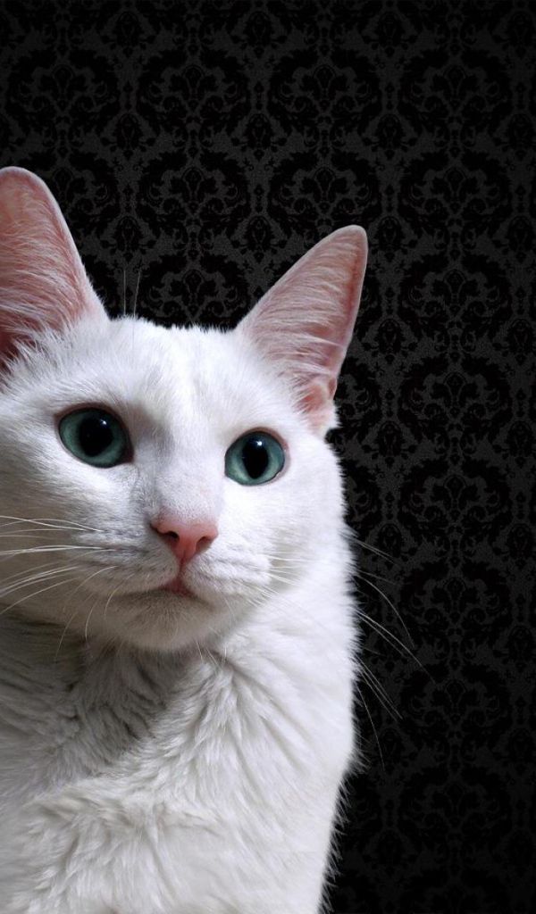 Красивый белый кот на фоне чёрных обоев