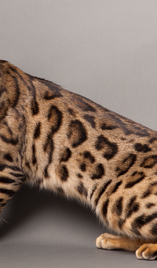 Красивый молодой бенгальский кот позирует