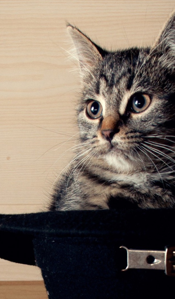 Кот сидит в черной шляпе