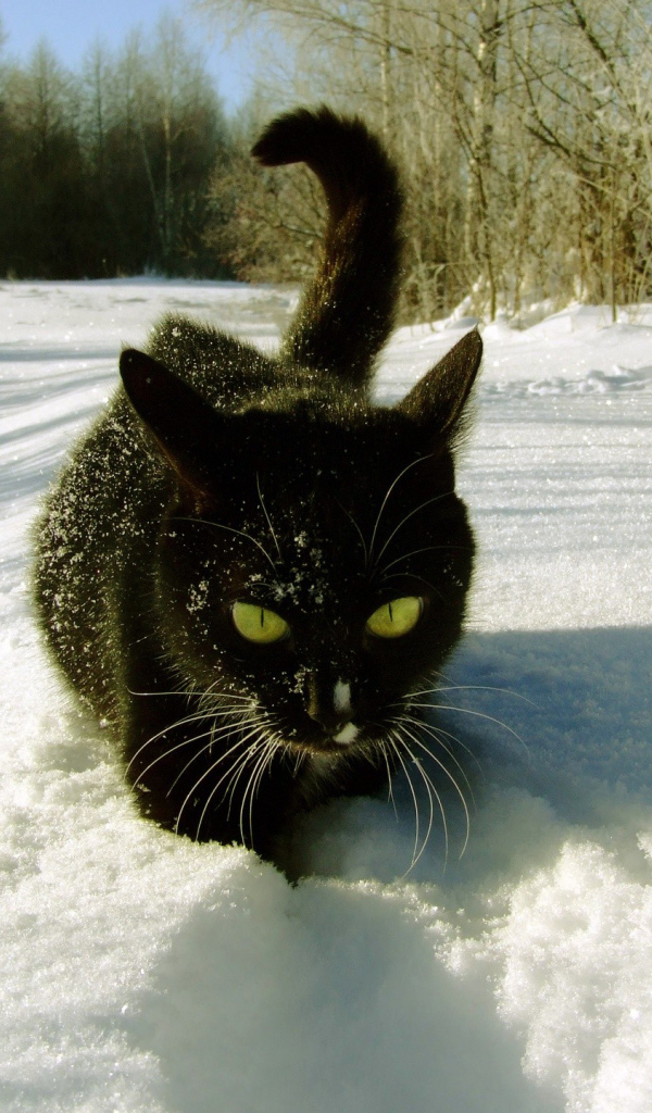 Кошка гуляет по снегу