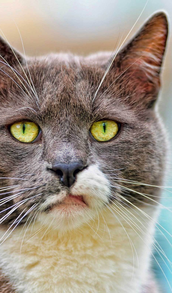 Кот с ухмылкой