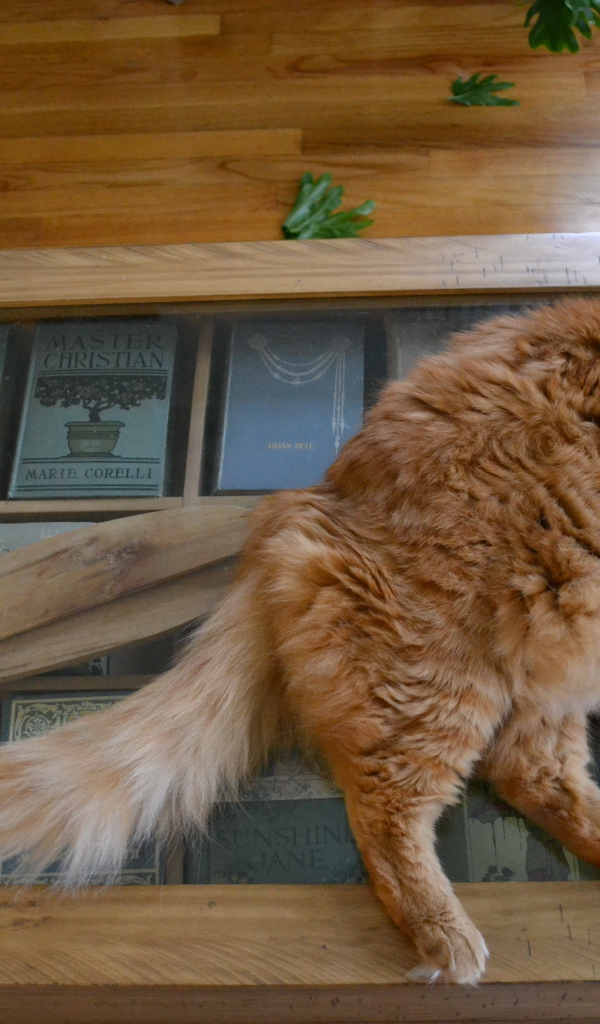 Толстый рыжий кот спит на столе