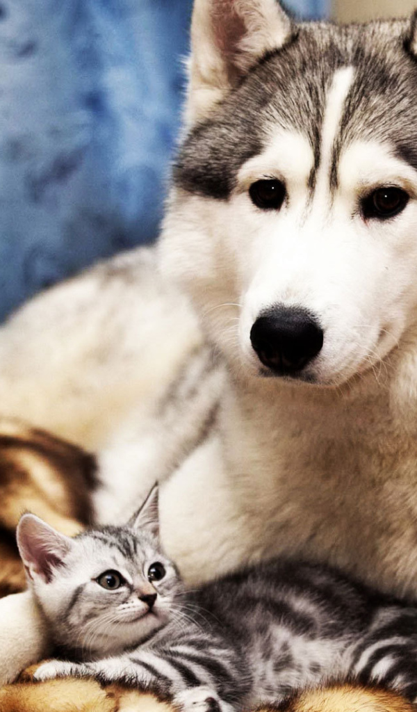 Большой пёс и маленький кот