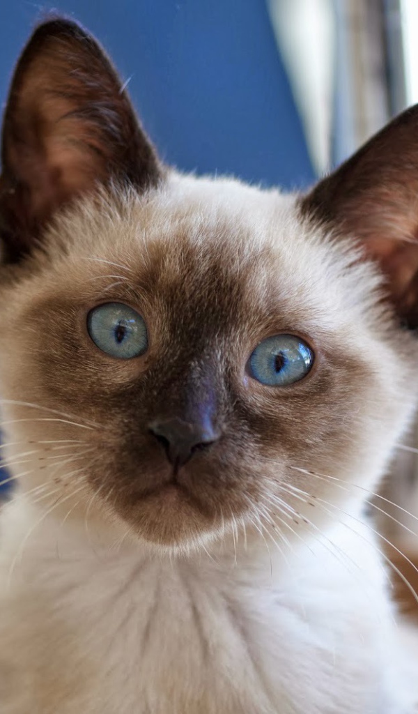 Маленький удивлённый сиамский кот