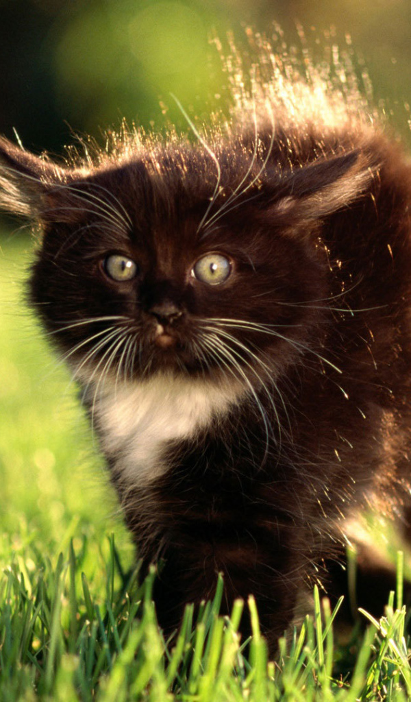 Маленький чёрный кот с белым пятнышком испугался