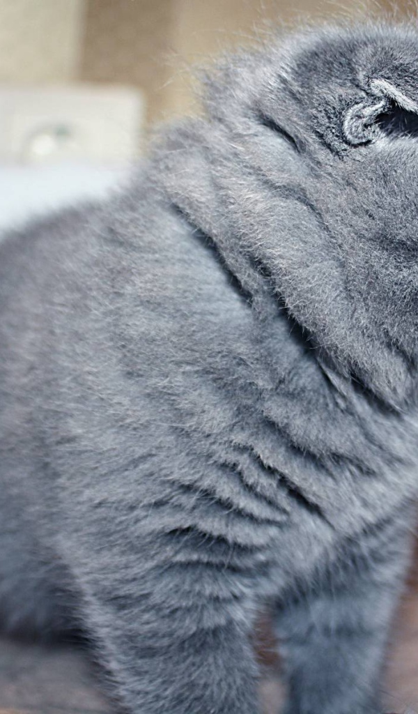 Маленький серый шотландский вислоухий кот