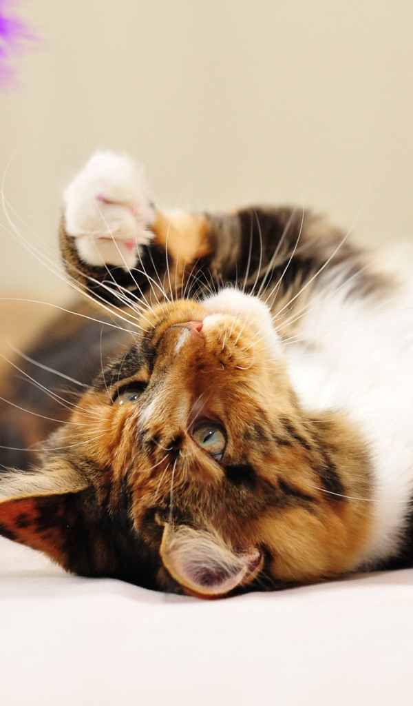 Молодой кот мейн-кун лёжа играет 