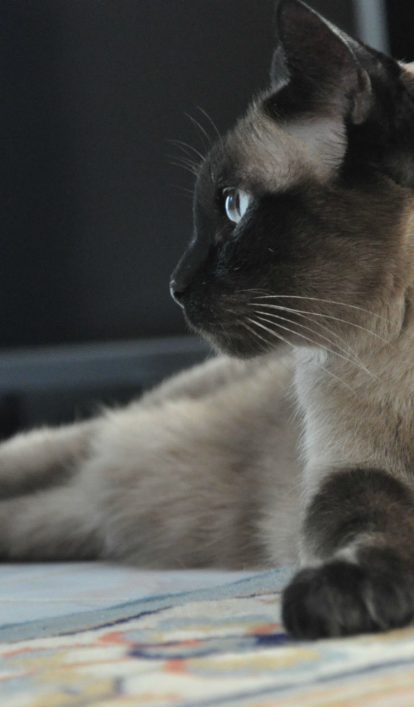 Взрослый сиамский кот отдыхает