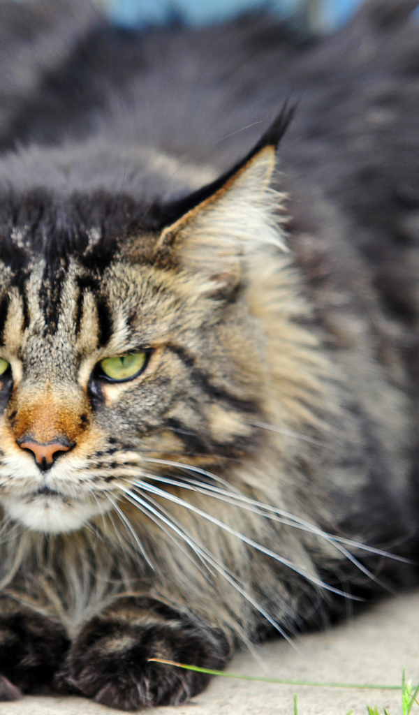 Злой, но красивый кот мейн-кун