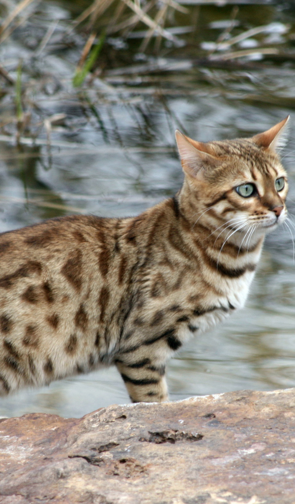 Красивый бенгальский кот на фоне водоёма