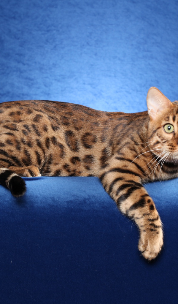 Красивый бенгальский кот на синем фоне