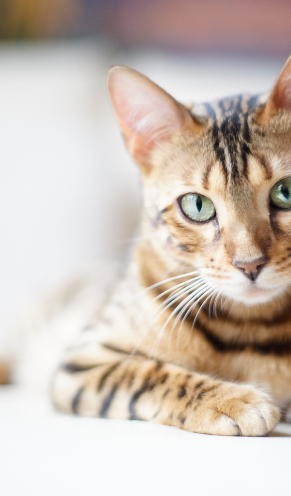 Красивый бенгальский кот на светлом фоне