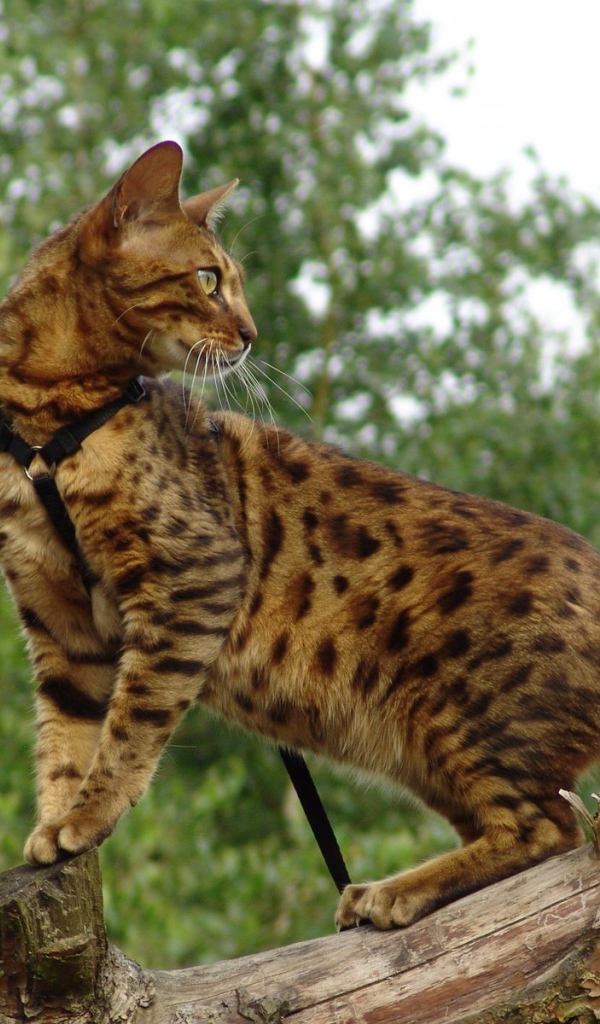 Красивый бенгальский кот на дереве