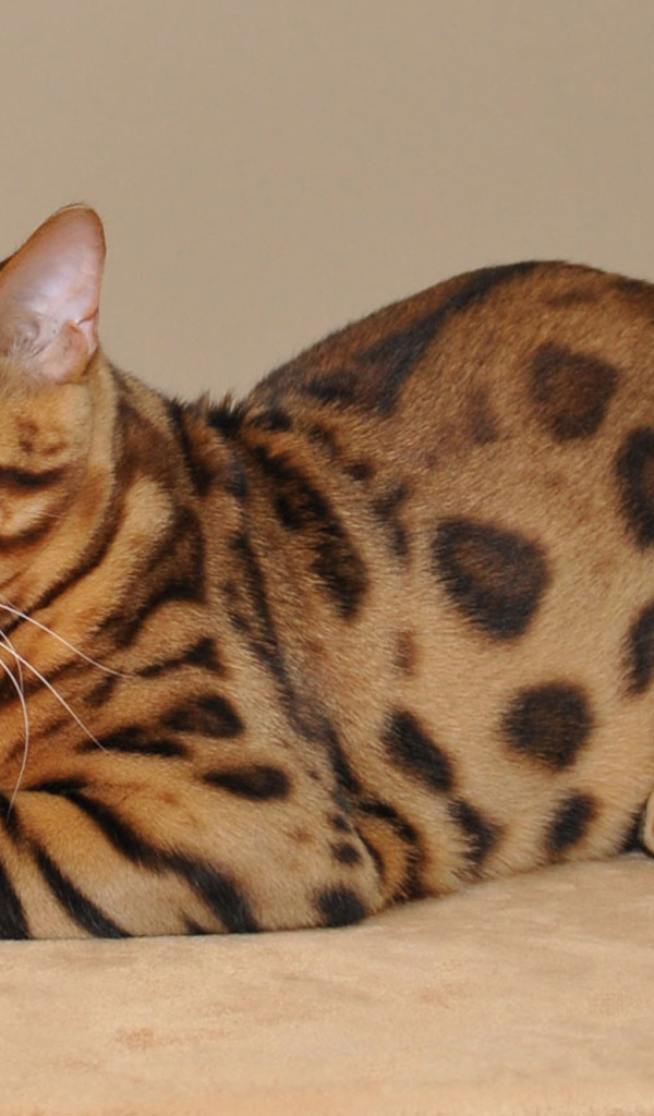 Красивый бенгальский кот позирует