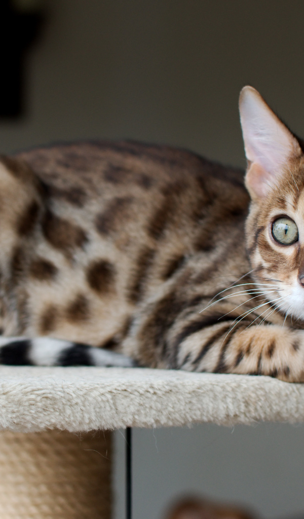 Красивый бенгальский кот кого-то увидел