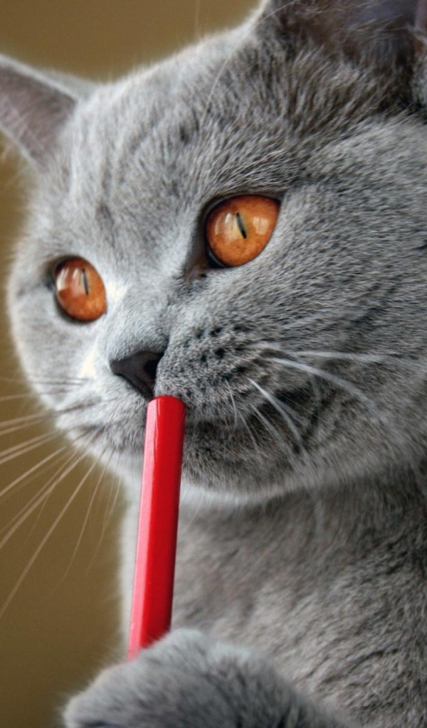 Красивый британский кот задумался