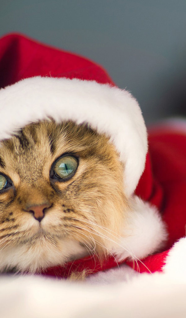 Красивый новогодний кот