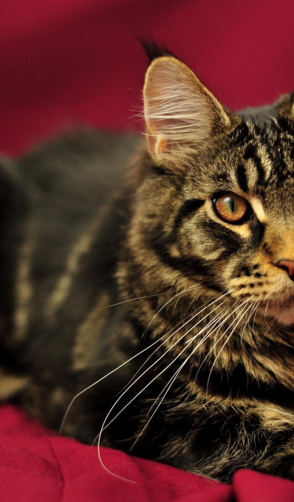 Красивый кот мейн-кун с коричневыми глазами