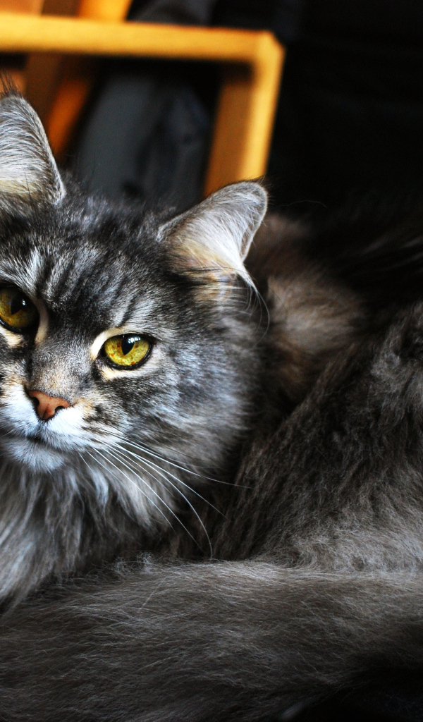 Beautiful Maine Coon cat with green eyes