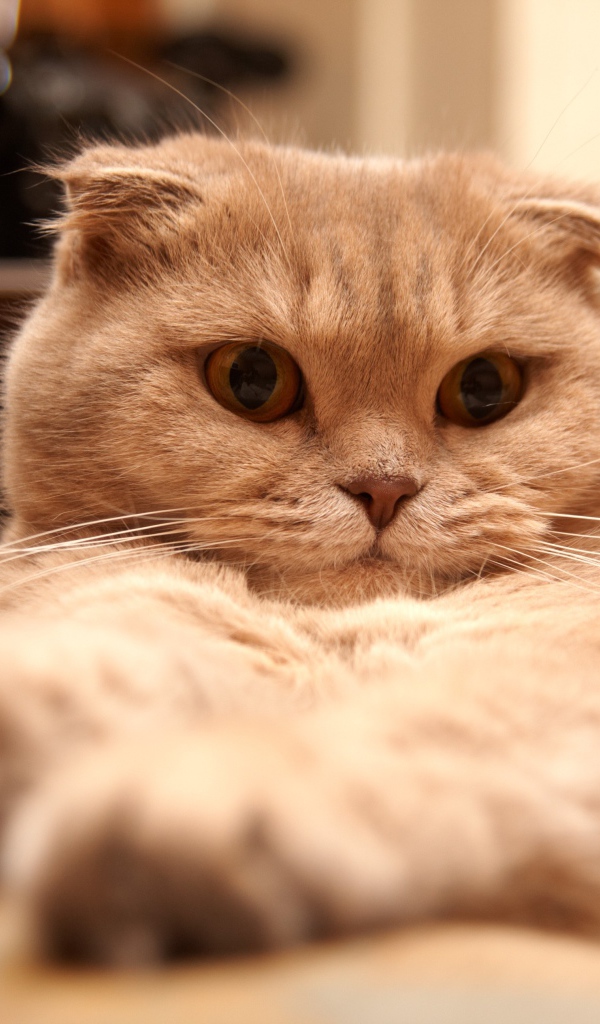 Красивый шотландский вислоухий кот устал