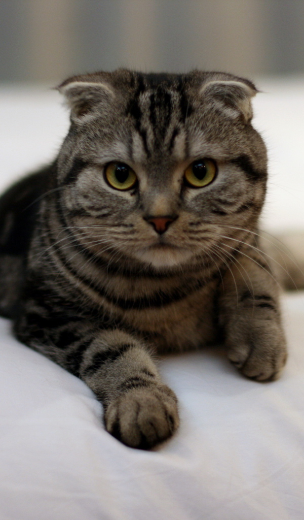 Красивый шотландский вислоухий кот с зелёными глазами в на кровати