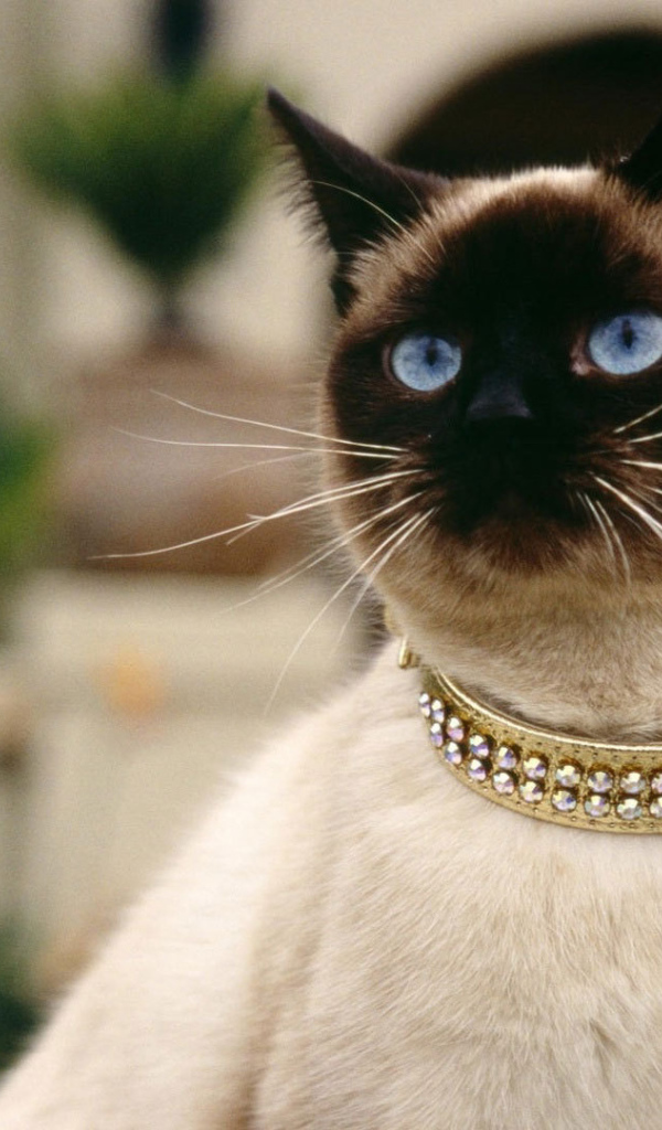 Красивый сиамский кот