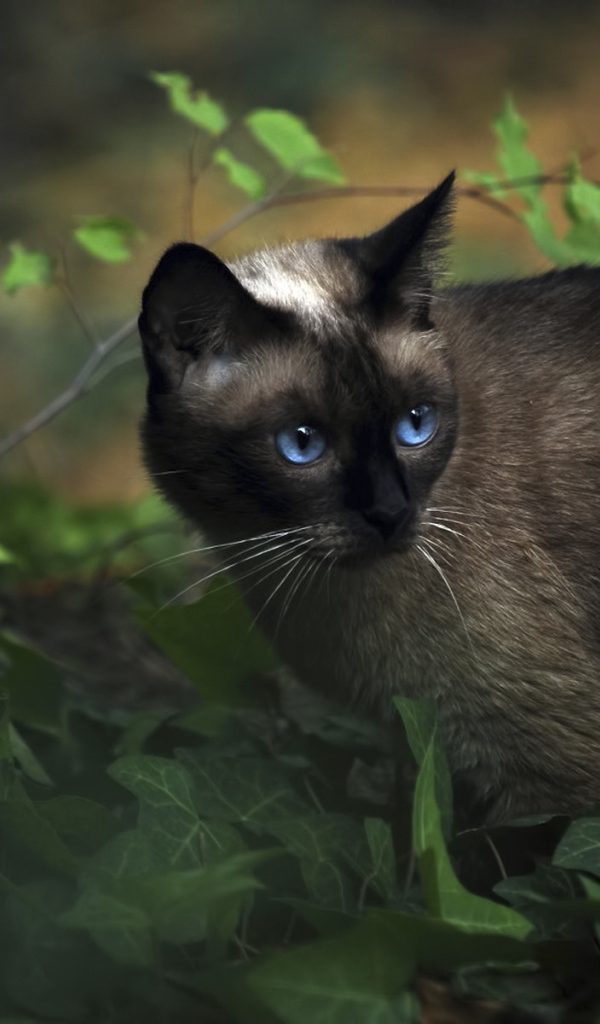 Красивый сиамский кот среди растений