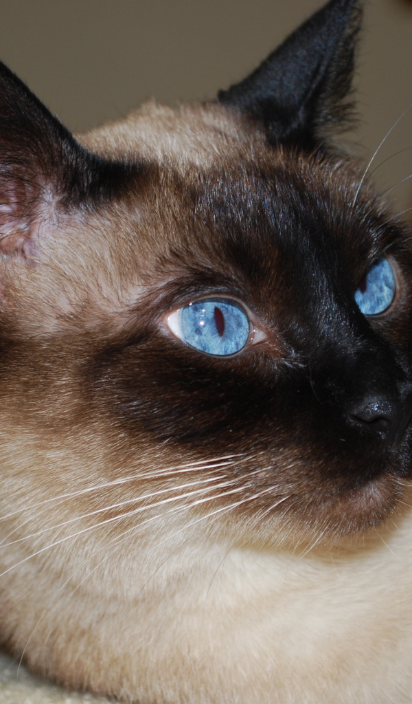 Красивый сиамский кот отдыхает