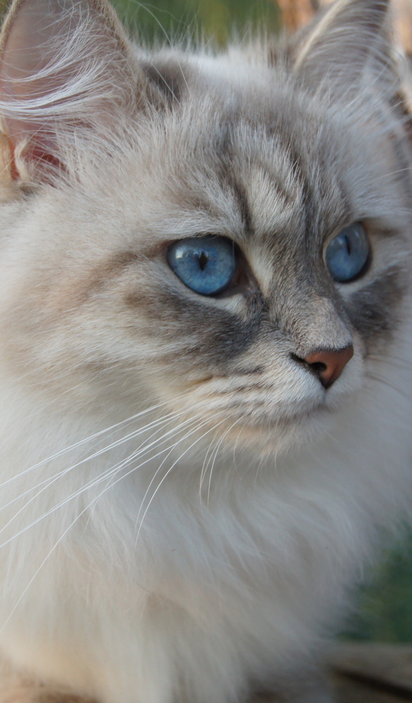 Красивый сибирский кот среди деревьев