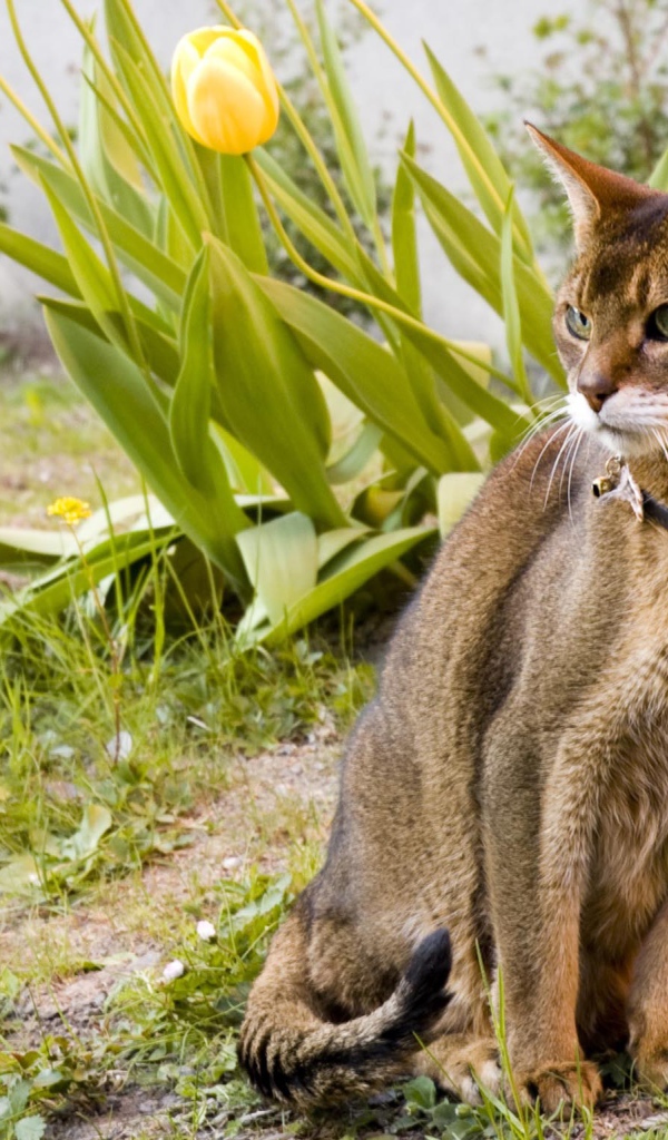 Красивая абиссинская кошка