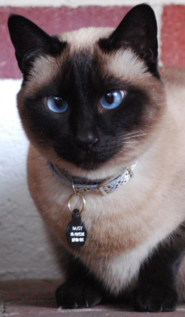 Голубоглазый красивый сиамский кот